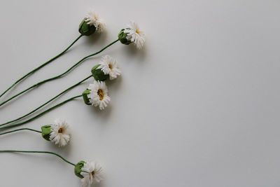Close-up of christmas decorations on white background