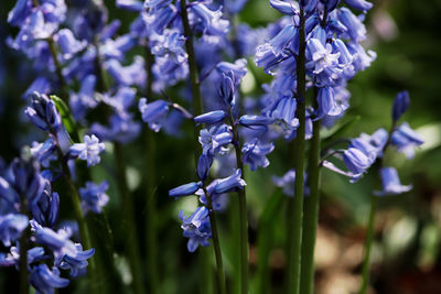 Close-up of purple flowering plants