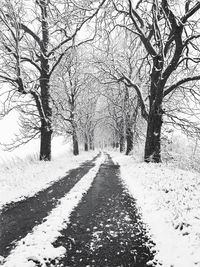 Bare trees on snow covered road