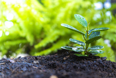 Close-up of plant growing on field