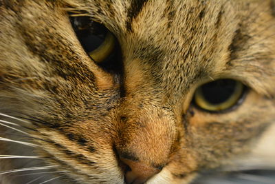 Close-up portrait of cat