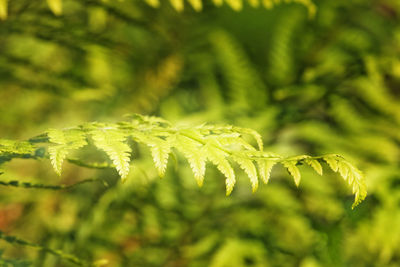 Close-up of leaves on tree