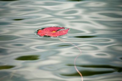 Red leaf floating on water