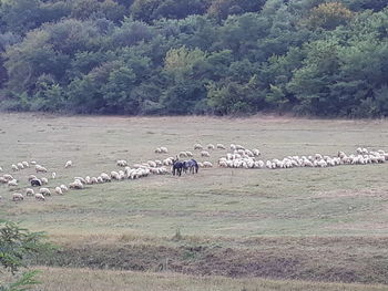 Horses grazing on landscape