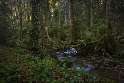 Stream amidst trees in forest