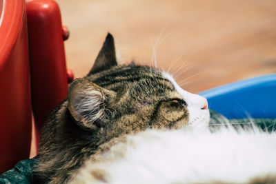 Close-up of cat sleeping