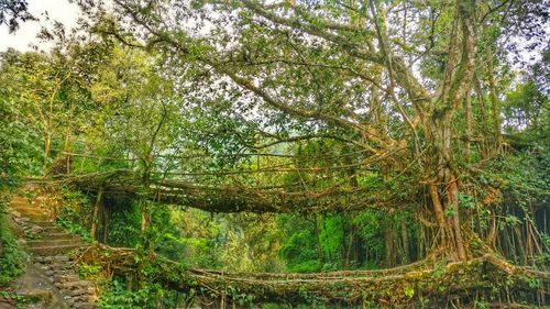 Trees in forest