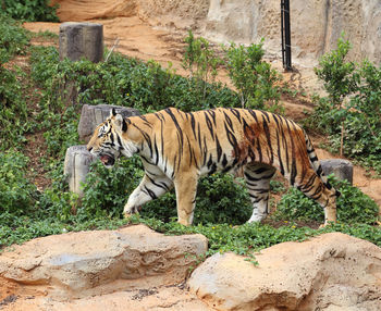 Cat sitting on rock at zoo