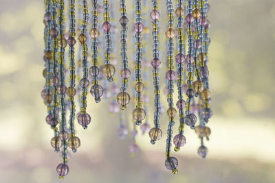 Close-up of plants hanging on plant