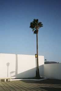 Palm trees against clear blue sky