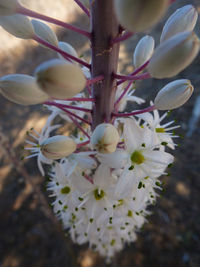 Close-up of white flowers