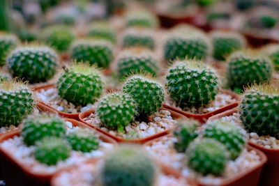 Full frame shot of succulent plants