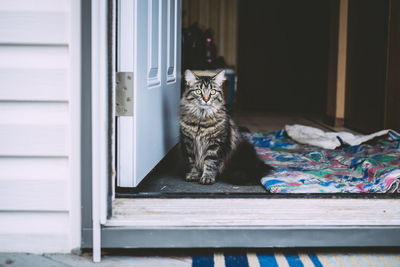 Portrait of cat