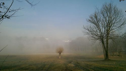 Bare trees on field against sky