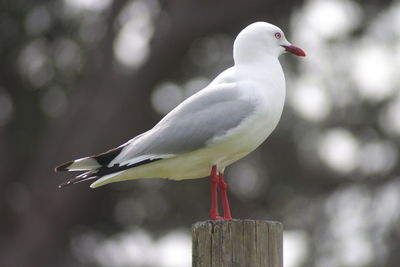 Close-up of seagull perching on wooden post