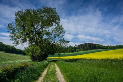 Scenic view of field against sky