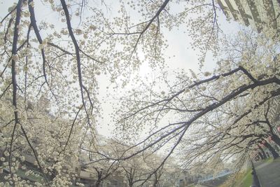 Low angle view of flower tree against sky