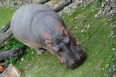 Close-up of horse lying on grass