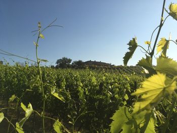Close-up of fresh green field against clear sky