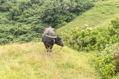 View of a horse on field