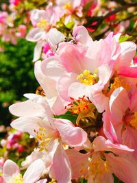 Close-up of pink cherry blossoms