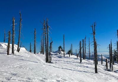 Panoramic shot of trees on snowy field against blue sky