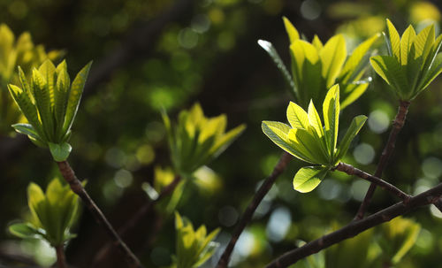 Close-up of plant