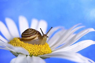 Close-up of insect on blue flower