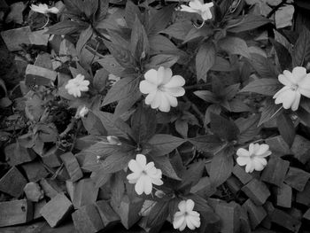 Close-up of flowers blooming outdoors