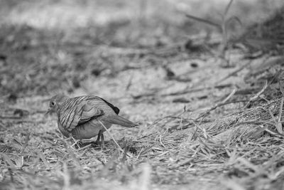 Close-up of a bird on field