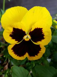 Close-up of yellow flower blooming outdoors