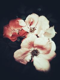 Close-up of flower against black background