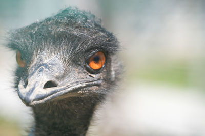 Close-up of a bird