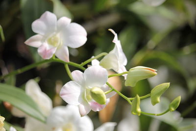 Close-up of white flowering plant