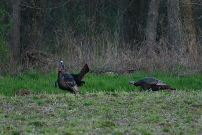 Ducks on field