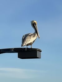 Low angle view of bird perching on the sky