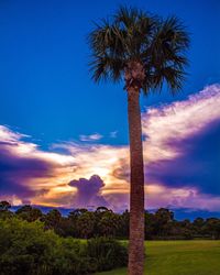 Low angle view of palm tree against blue sky