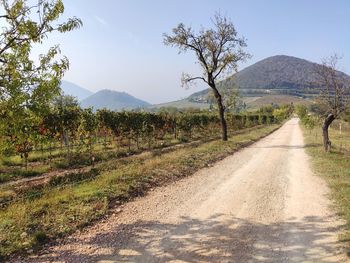 Road amidst plants and trees against sky