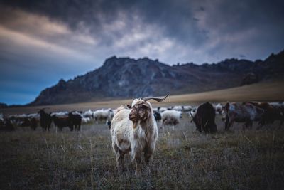 Sheep and goats on landscape against cloudy sky