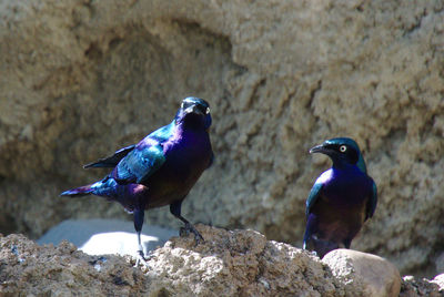 Blurple birds