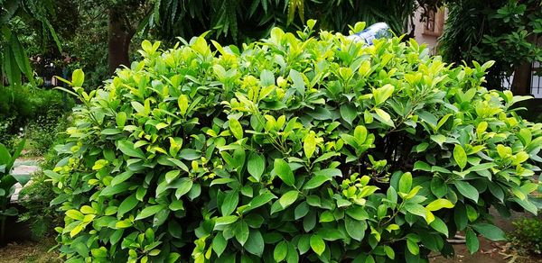 Close-up of white flowering plants in park