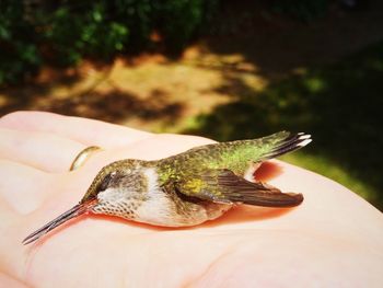 Close-up of hand holding bird