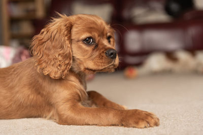 Close-up of dog looking away