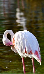 Swan in a lake