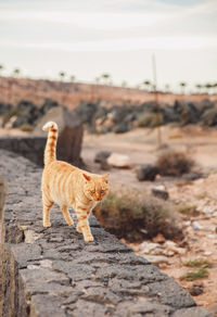 Cat walking on retaining wall during sunset