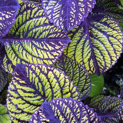 Close-up of fern leaves