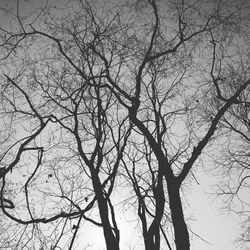 Low angle view of bare trees against sky