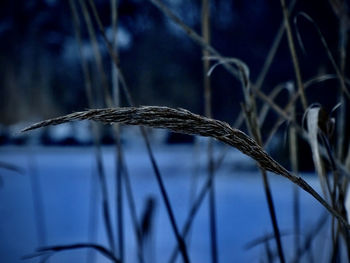 Close-up of snow on grass against blurred background