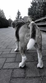 Dog standing on footpath