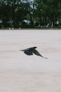View of bird flying